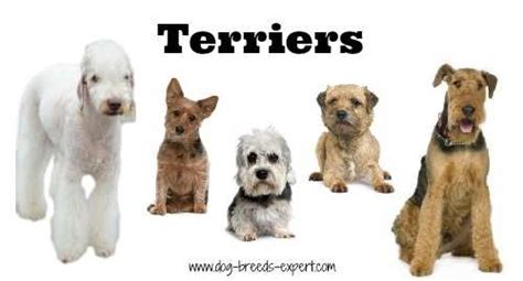 terrier dog breeds pictures  information