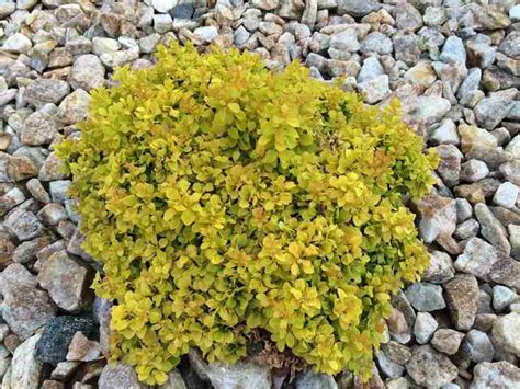 Golden Nugget Barberry Koinonia Nursery