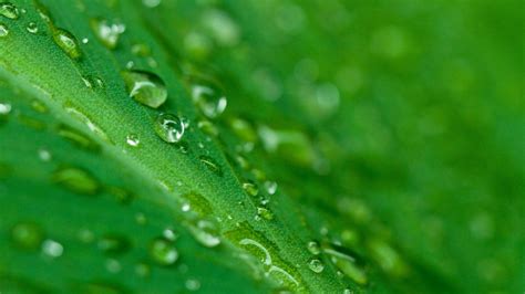 Water Droplets On Green Leaf Hd Wallpaper Wallpaper Flare
