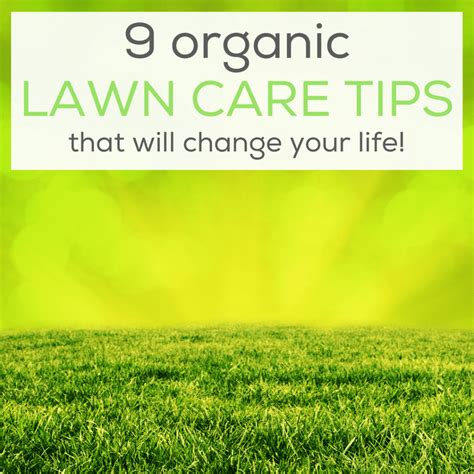 9 Organic Lawn Care Tips That Will Change Your Life Paradise Lawns