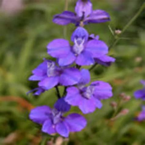 Buy Larkspur Mixed Seeds 10 Seeds Rs20 Sale Online India