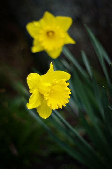 Daffodils Spring Has Finally Sprung In My Garden Ruthie H Flickr