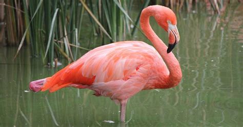 A Flamingo At A Zoo In Illinois Has Been Put Down After A Child Threw A
