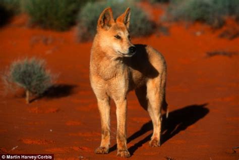 Dog, (canis lupus familiaris), domestic mammal of the family canidae (order carnivora). Dingo is NOT just a wild dog, it is a species in its own ...