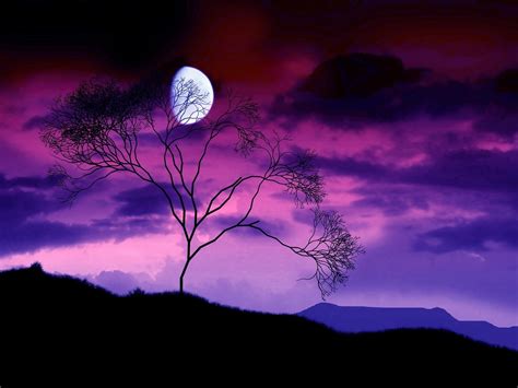 Landscape Sunset Sky Moonlight Moon Trees Wallpapers Hd Desktop