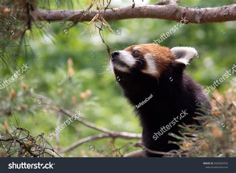 Red Panda Hiding Playing Tree Stock Photo 2028260762 Shutterstock
