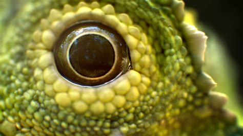 Artstation Zbrush Lizard Scales Pack Tutorial Tutorials