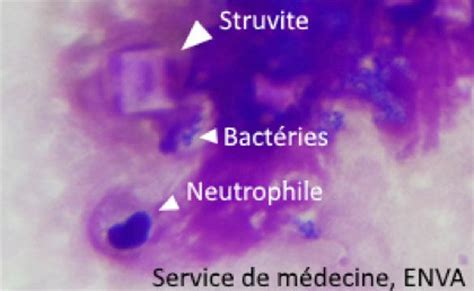 Incorporating all cultures to form a. Cas clinique SDMA : Capucin - IDEXX France