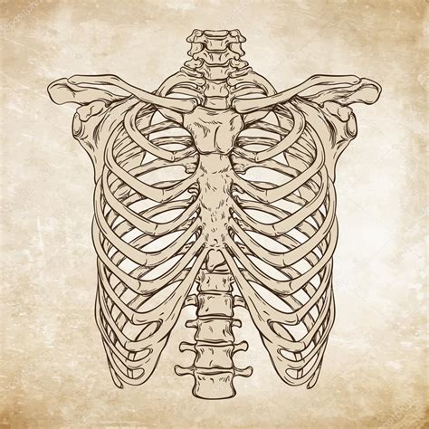 Anatomy Of The Ribcage With A Line Drawing Outline Sketch Vector Rib