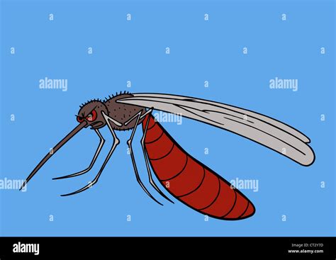 A Mosquito With Angry Stock Photo Alamy