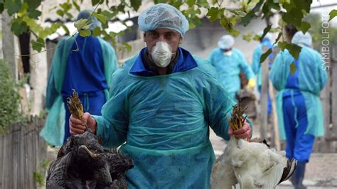 Vogelgrippe H5n8 Virus Erstmals Bei Menschen Nachgewiesen News Bildde