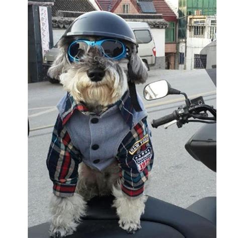 Find dot approved motorcycle half helmets, top brands like outlaw helmets, top rated best biker half helmets from leatherup.com. Lifeunion Funny Cool Pet Doggie Motorcycles Bike Helmet ...