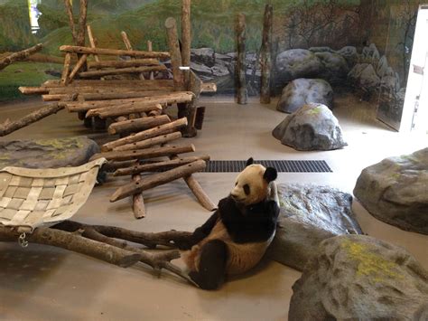 Giant Panda Indoor Exhibit Zoochat