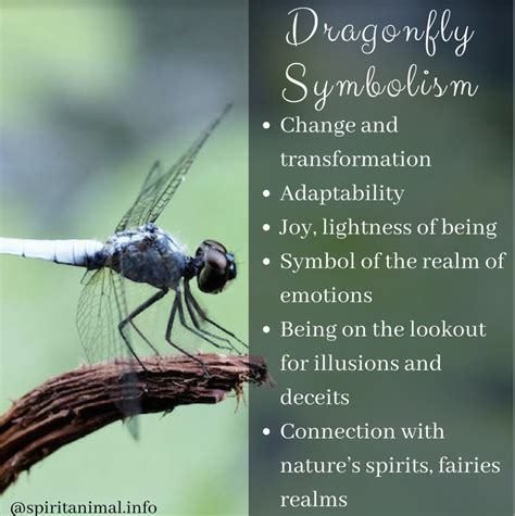 11 Dragonfly Meanings Understanding Dragonfly Symbolism Artofit