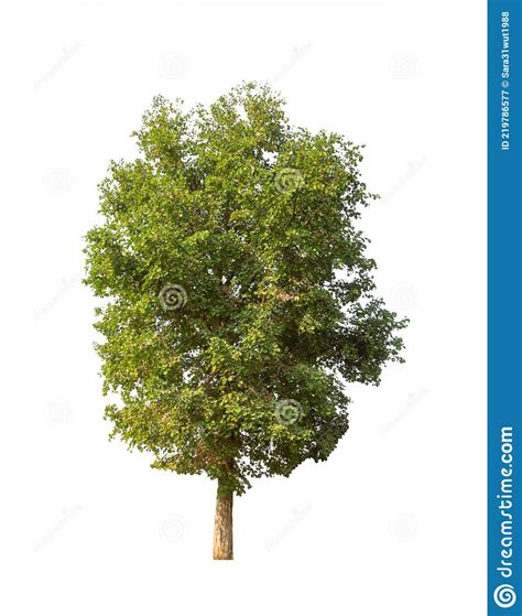 Trees That Are Isolated On A White Background Are Suitable For Both