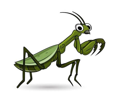 Vectores De Stock De Cartoon Grasshopper Ilustraciones De Cartoon