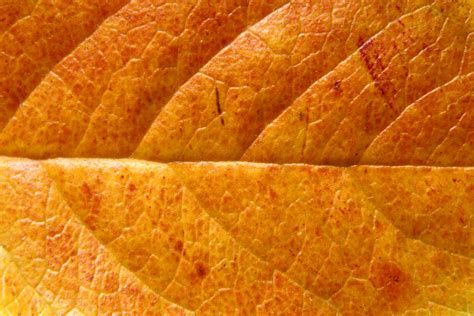 Orange Leaf Close Up Texture Picture Free Photograph Photos Public