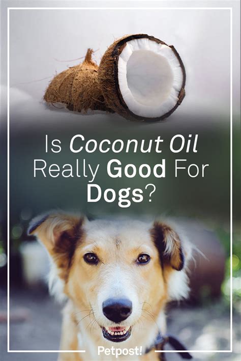 Is Coconut Oil Good For Dogs The Real Facts Petpost Petpost™