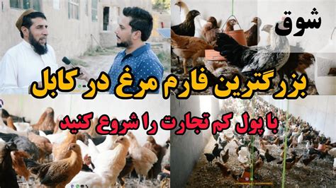 شوق با ۳۰ دانه مرغ تجارت را شروع کرد و حال مالک یک فارم مرغ داری است Chiken Farm In Kabul