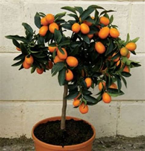 Calamondin Indoor Orange Trees Citrus Trees Kumquat Tree Plants