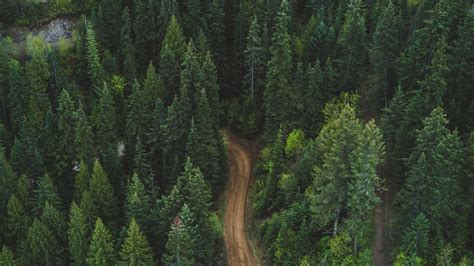 Download Wallpaper 1920x1080 Forest Aerial View Road Green Vegetation Full Hd Hdtv Fhd