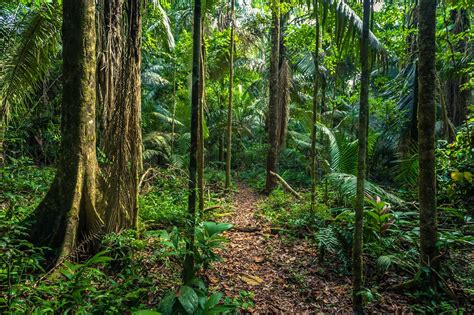 5 Best Places To Visit The Amazon Jungle To See Wildlife Rainforest