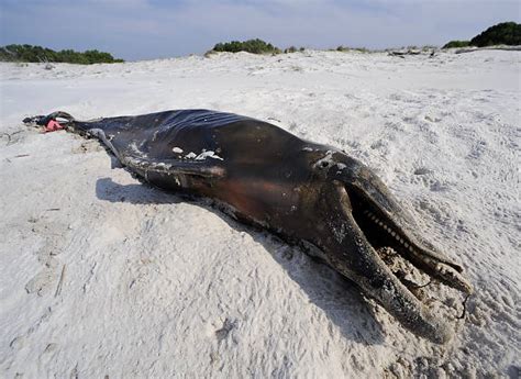 Dolphin Whale Deaths Gravely Understated In Bp Spill