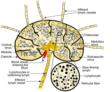 Lymph Node Trabeculae Wikidoc
