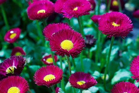 Flower Beautiful Nature · Free Photo On Pixabay