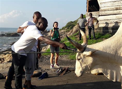 Four Slaughterhouses In Ghana Now Use Captive Bolt Stunners