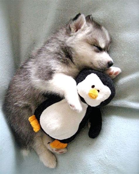 Penguin Love Puppy Cuddles Cute Husky Puppies Cute Animals
