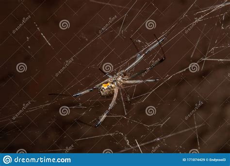 Brown Widow Spider Latrodectus Geometricus Stock Image Image Of