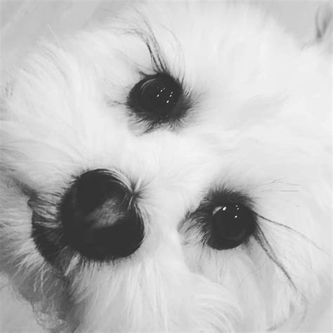 Eisley's Lost & Found Furry Friends