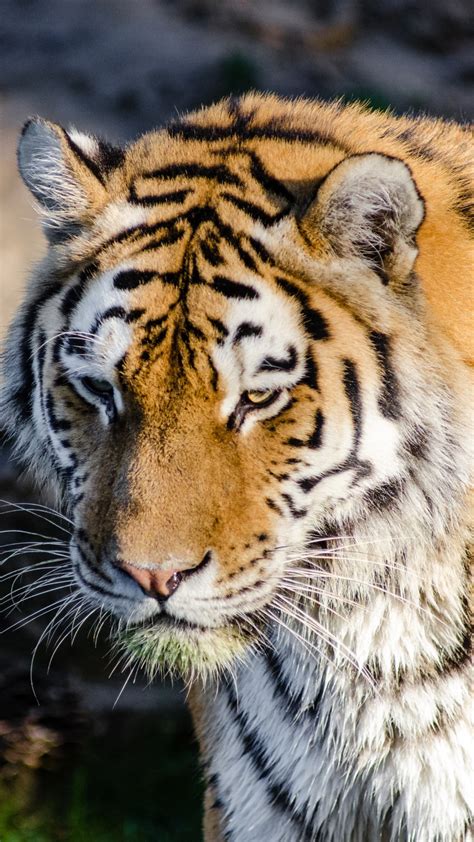 Download Wallpaper Siberian Tiger At Zoo 1242x2208