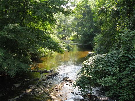 Filequiet Brook In Summer In Connecticut