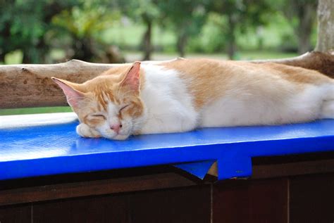 Noahs Ark Natural Animal Shelter Singapore And Malaysia Sleepy Cats