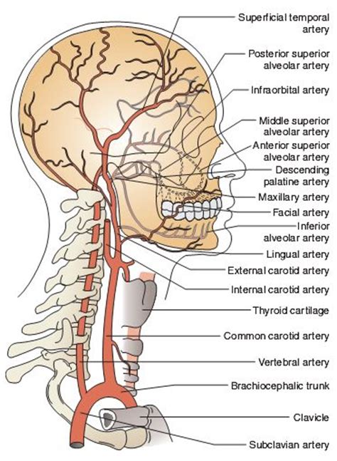Veins of head and neck. arteries of face and neck | common carotid supplies blood ...