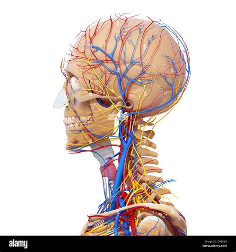 Circulatory Nervous And Lymphatic System Of Human Head Anatomy Stock
