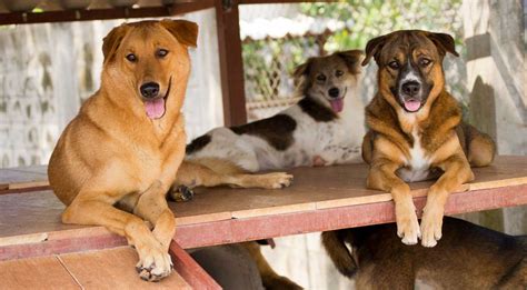 Can You Adopt Dogs From Other Countries