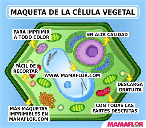 Maqueta De La CÉlula Vegetal Para Imprimir Célula Vegetal Maquetas