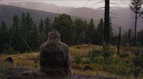 Bigfoot Captured On Trailcam Nexus Newsfeed