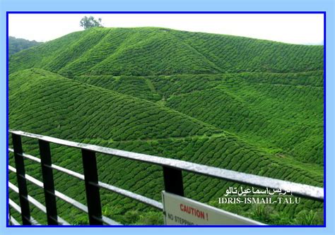 Ladang teh yang terletak di sungai palas, mempunyai keluasan 8 ribu ekar. IdrisTalu: Ladang Teh Sungai Palas