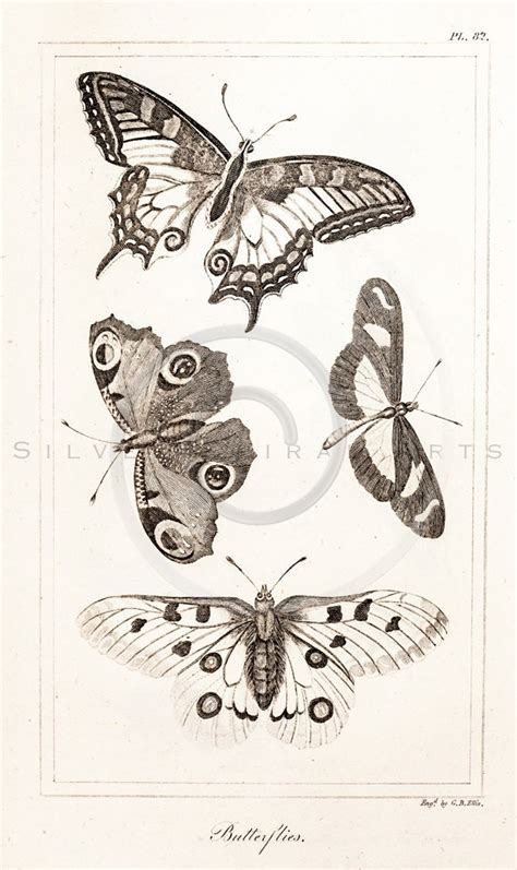 Vintage Butterflies Printable Illustration 1800s Antique Etsy