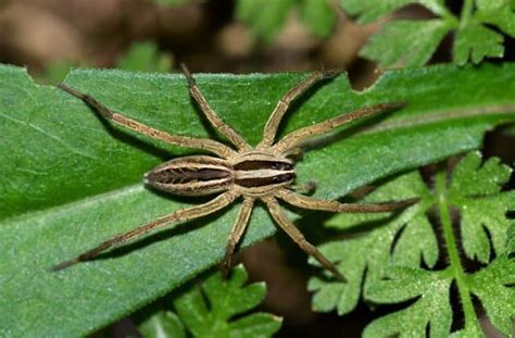 Spiders In Tennessee Pest Identifier Us Pest Protection