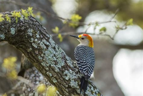 7 Species Of Woodpeckers In Indiana With Pictures Optics Mag