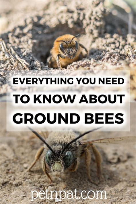 Ground Bees Bees That Live In The Ground Bees Insects Bugs Honey