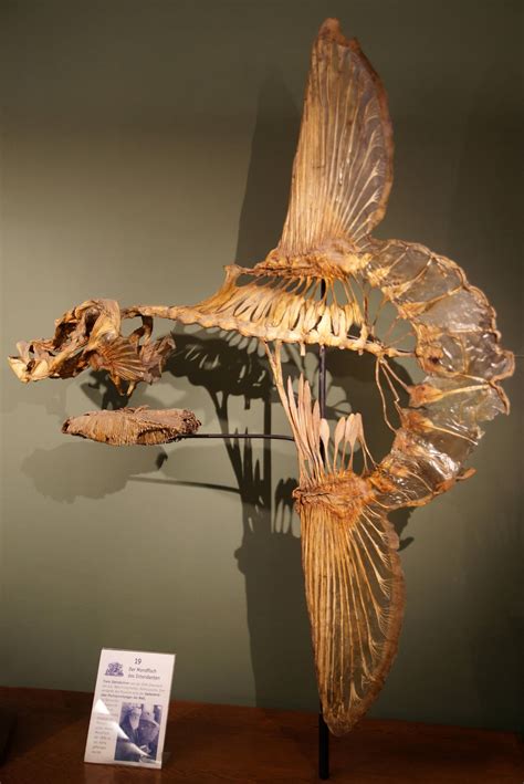 This Is The Skeleton Of A Mola Mola Or Ocean Sunfish Fully Grown