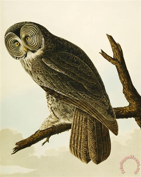 John James Audubon Great Cinereous Owl Painting Great Cinereous Owl