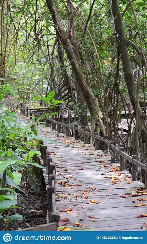 Wooden Bridge Inside Tropical Mangrove Forest Stock Photo Image Of