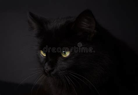 Portrait Of A Gorgeous Fluffy Black Cat With Bright Yellow Eyes Stock